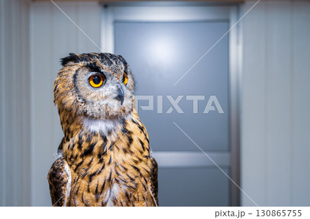【#動物園】フクロウ 【#動物園】フクロウ 130865755