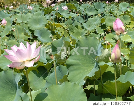 蓮の花のある風景 130865777
