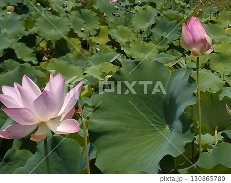 蓮の花のある風景 130865780