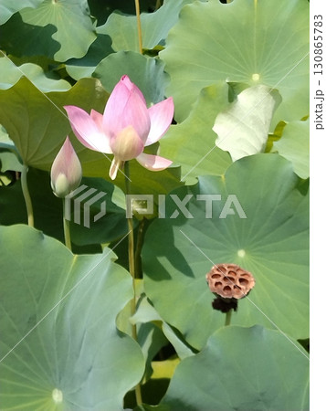 蓮の花のある風景 蓮の花のある風景 130865783