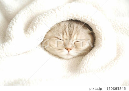 ぬくぬく毛布でくつろぐ癒しの猫たち　癒やしの素材　まったり　ゆったり 130865846