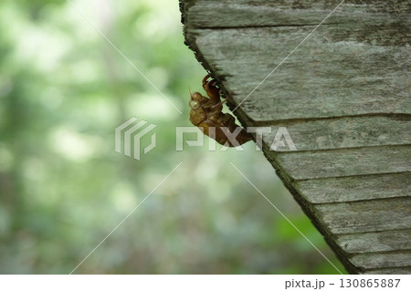 夏の日、木の手すりの裏側にしがみつくように残されたセミの抜け殻。 130865887