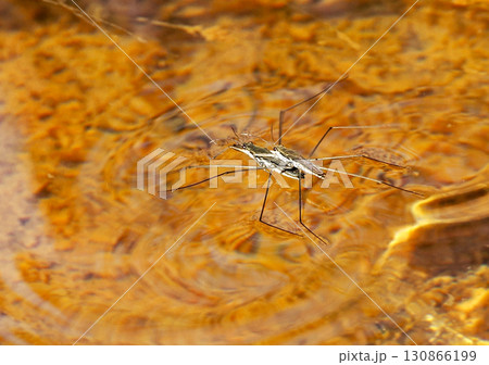 アメンボのいる風景 アメンボのいる風景 130866199