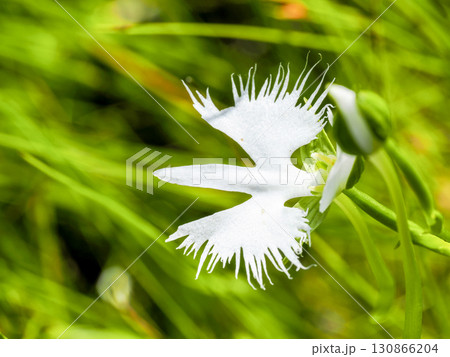 サギソウのある風景 130866204
