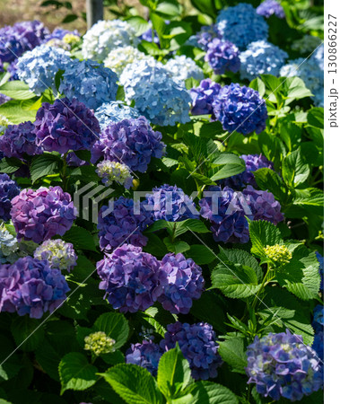 色とりどりな青い紫陽花 色とりどりな青い紫陽花 130866227