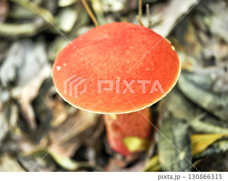 ベニイグチのある風景 130866315