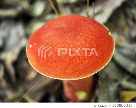 ベニイグチのある風景 130866316