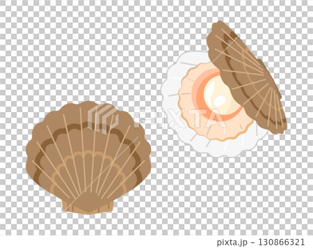 Set of brown scallop illustrations 130866321