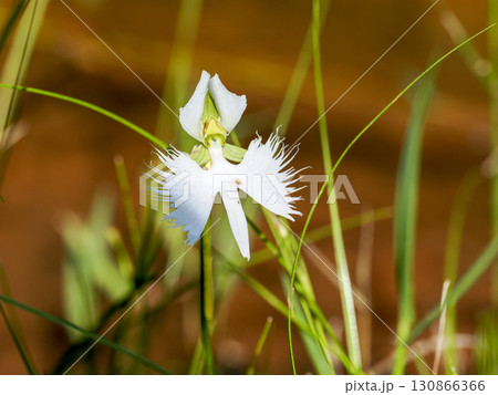 サギソウのある風景 130866366