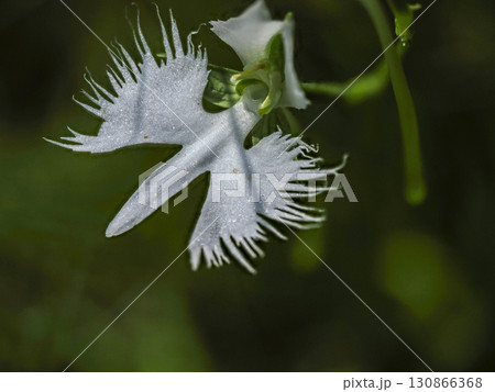 サギソウのある風景 130866368