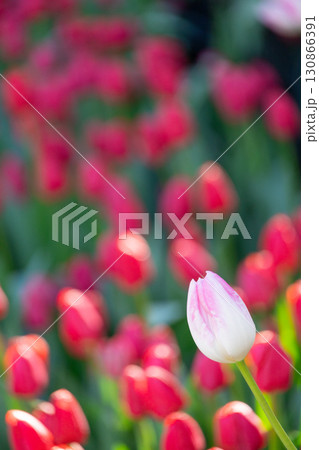 チューリップ畑に咲くピンク色のチューリップの花 130866391