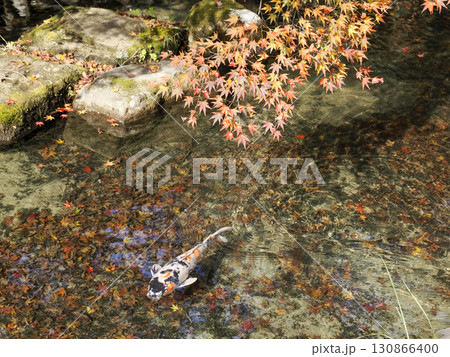 鯉のいる風景 130866400