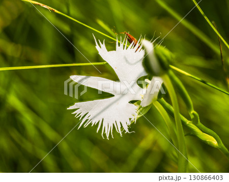 サギソウのある風景 130866403