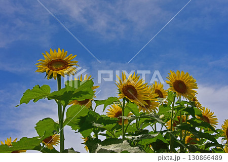 盛夏に咲くヒマワリの花 130866489