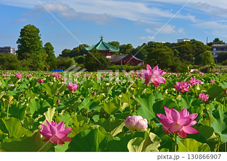 上野　不忍池　蓮の花と弁天堂 130866907