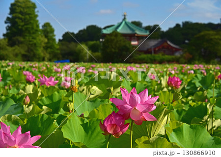 上野 不忍池 蓮の花と弁天堂 上野 不忍池 蓮の花と弁天堂 130866910