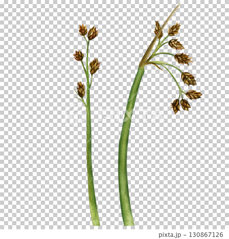 Bulrush(lat. Scirpus) is a perennial aquatic plant of the Cyperaceae family. Watercolor illustration cane hand-drawn. Drawing for printing, postcards Bulrush(lat. Scirpus) is a perennial aquatic plant of the Cyperaceae family. Watercolor illustration cane hand-drawn. Drawing for printing, postcards 130867126