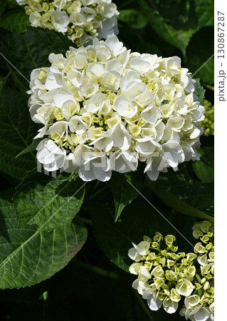 アジサイ アジサイ 130867287