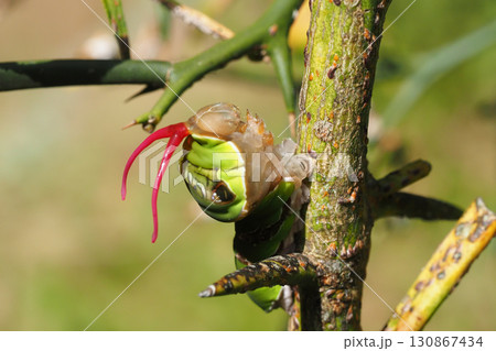臭角を出して威嚇するクロアゲハの幼虫（5齢） 130867434