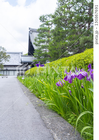 東福寺 庫裡 菖蒲 東福寺 庫裡 菖蒲 130867691