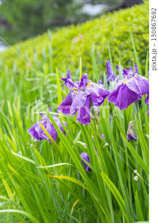 東福寺　庫裡　菖蒲 130867692