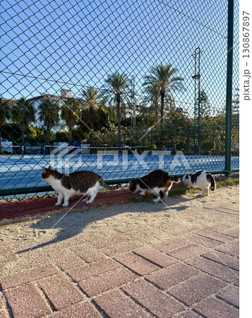 street cat walking. High quality photo 130867897
