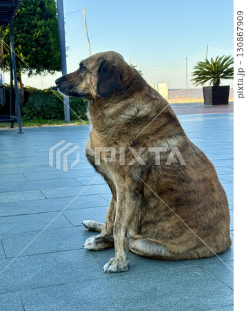 street dog resting. High quality photo street dog resting. High quality photo 130867909