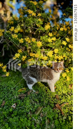 street cat walking. High quality photo 130867915