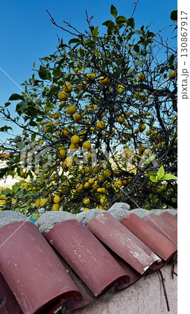 lemon tree garden fruits vitamins. High quality photo lemon tree garden fruits vitamins. High quality photo 130867917