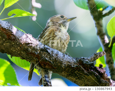 枝にとまるコゲラ 130867943