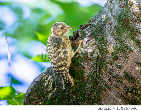 枝にとまるコゲラ 130867946