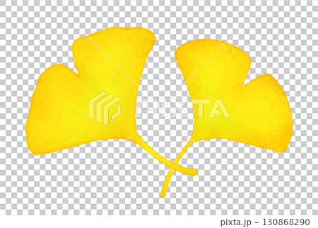 Ginkgo leaf illustration Ginkgo leaf illustration 130868290