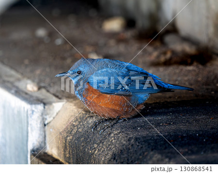 地面を歩くイソヒヨドリ 130868541