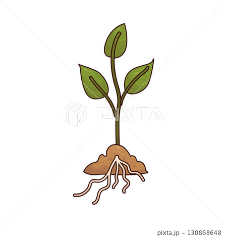 illustration of sprout illustration of sprout 130868648
