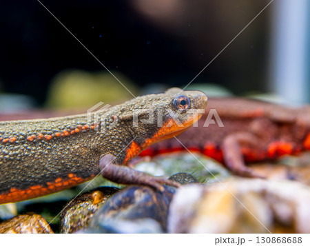 アカハライモリのアップ 130868688