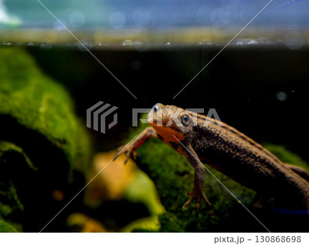 アカハライモリのアップ 130868698
