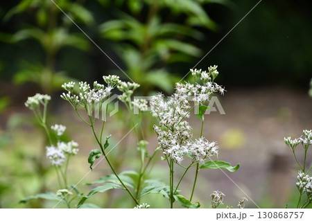 フジバカマ　Thoroughwort 130868757