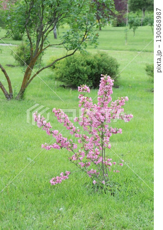 The Blossoming Pink Tree in a Beautiful Lush Green Landscape is a breathtaking sight The Blossoming Pink Tree in a Beautiful Lush Green Landscape is a breathtaking sight 130868987