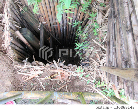 グアム　タロフォフォの滝　横井ケイブ 130869148