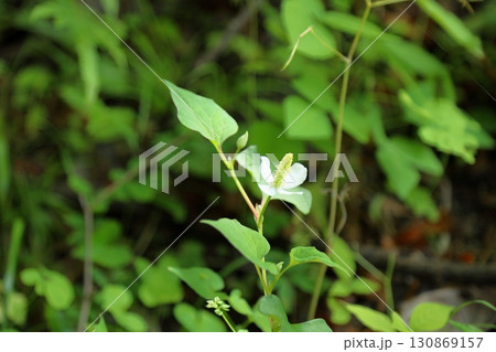 爽やか　ドクダミの花 130869157