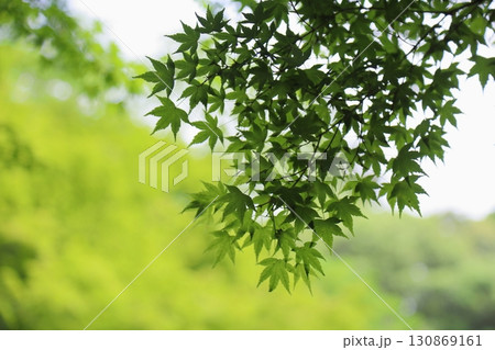 爽やか イロハモミジの葉 爽やか イロハモミジの葉 130869161