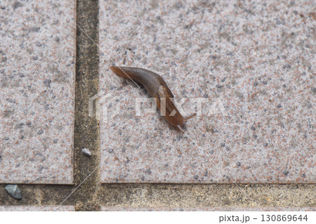 コンクリートを食べる？ナメクジ 130869644
