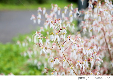 可愛い　ユキノシタの花 130869922