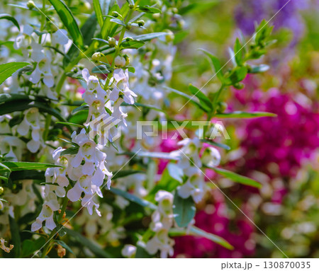 アンゲロニアの花9ー2 アンゲロニアの花9ー2 130870035