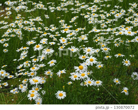 ヒナギクの白い花 ヒナギクの白い花 130870072