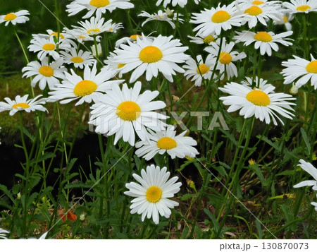 ヒナギクの白い花 ヒナギクの白い花 130870073