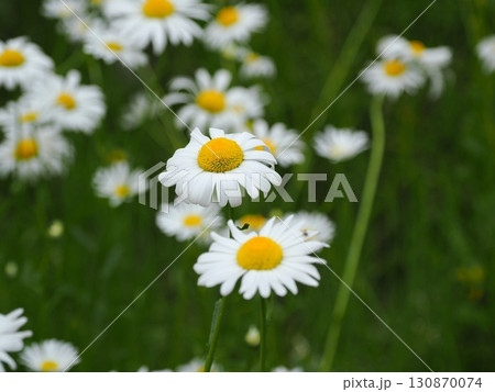 ヒナギクの白い花 130870074