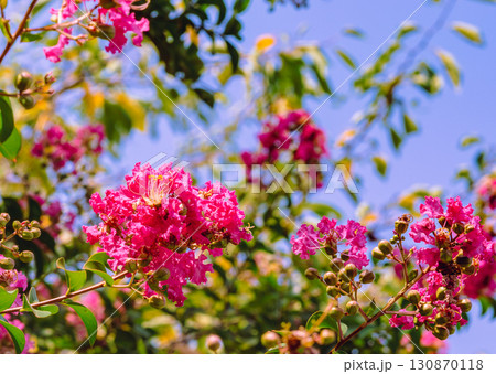 サルスベリの花9ー11 130870118