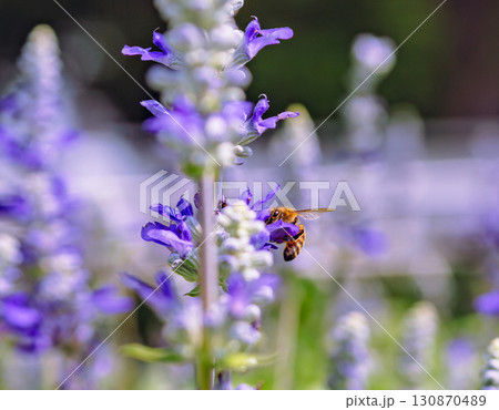 ブルーサルビアの花と蜜蜂9ー3 ブルーサルビアの花と蜜蜂9ー3 130870489