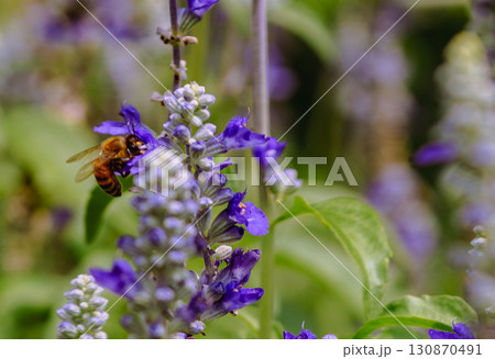 ブルーサルビアの花と蜜蜂9ー6 ブルーサルビアの花と蜜蜂9ー6 130870491